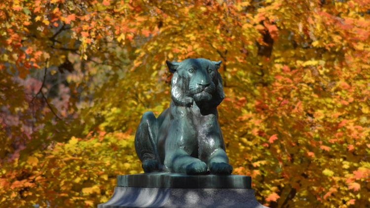 Princeton tiger in autumn